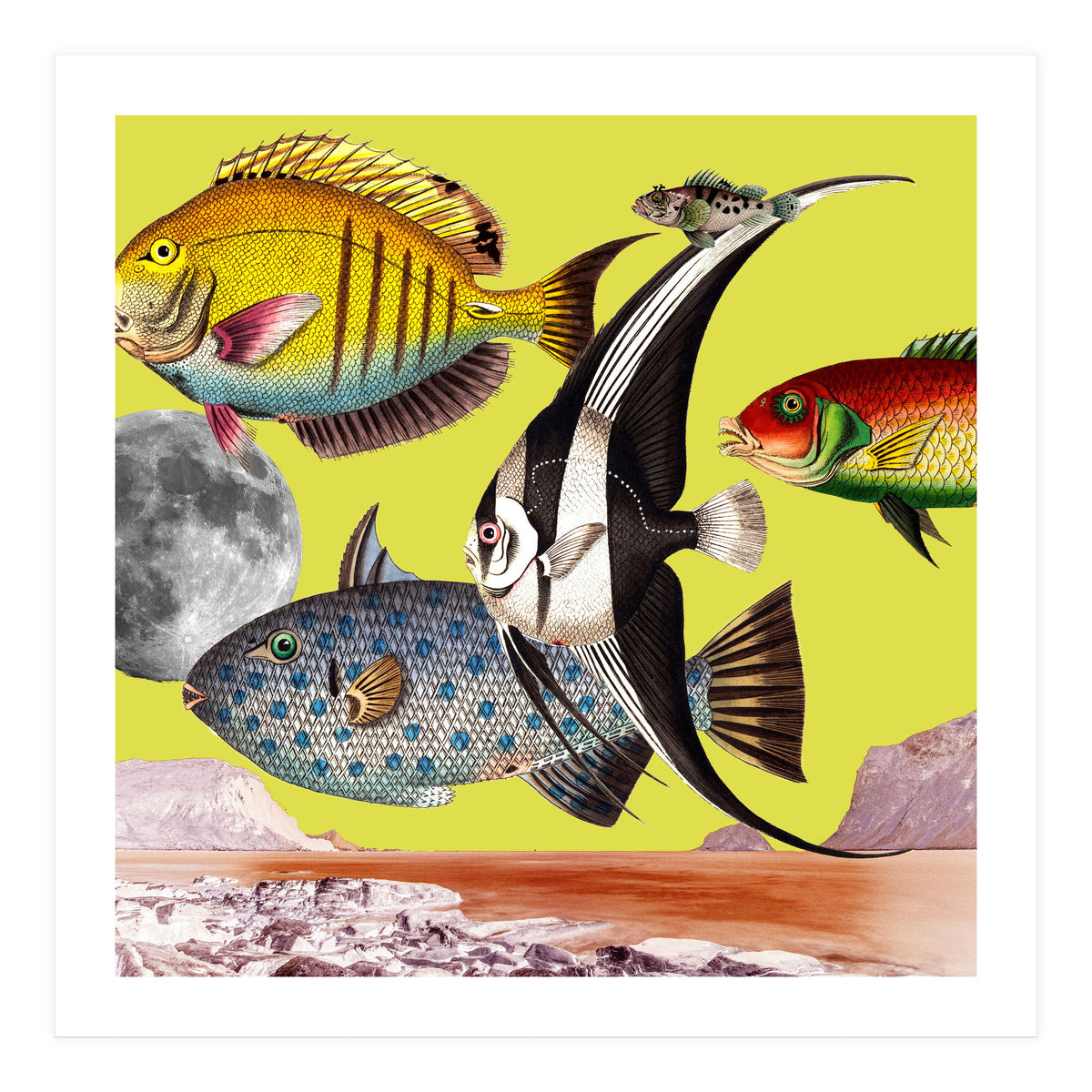 Plenty Of Fish In The Sea Yellow (Print Only)