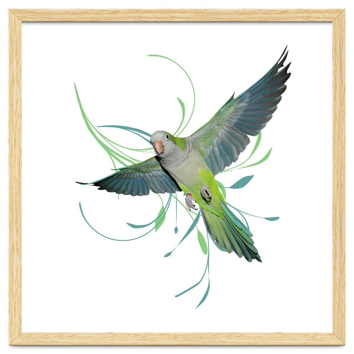 Flying quaker parrot