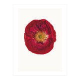 Cc Poppy 03 (Print Only) thumbnail