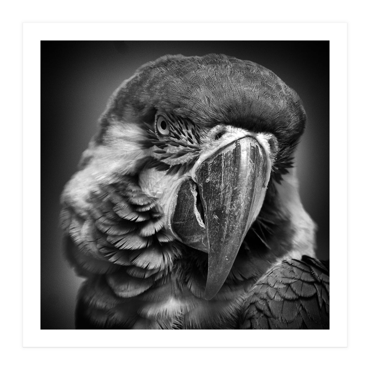 Macaw (Print Only)