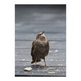 Treading the boards (Print Only) thumbnail