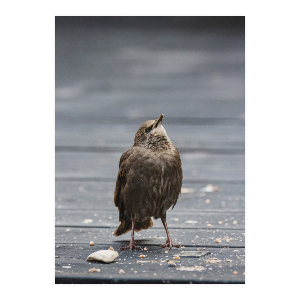 Treading the boards (Print Only)