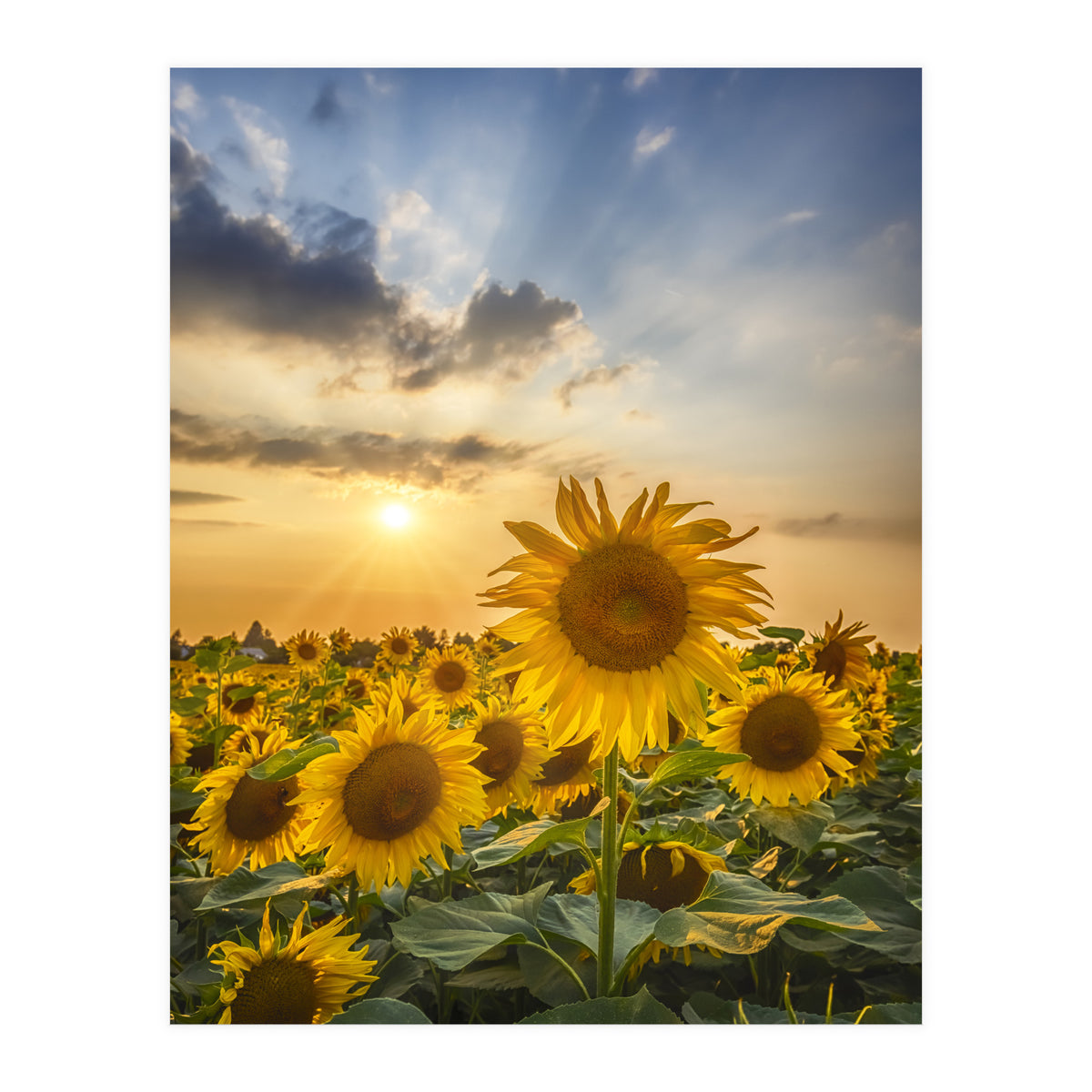 Sunflower field at sunset  (Print Only)