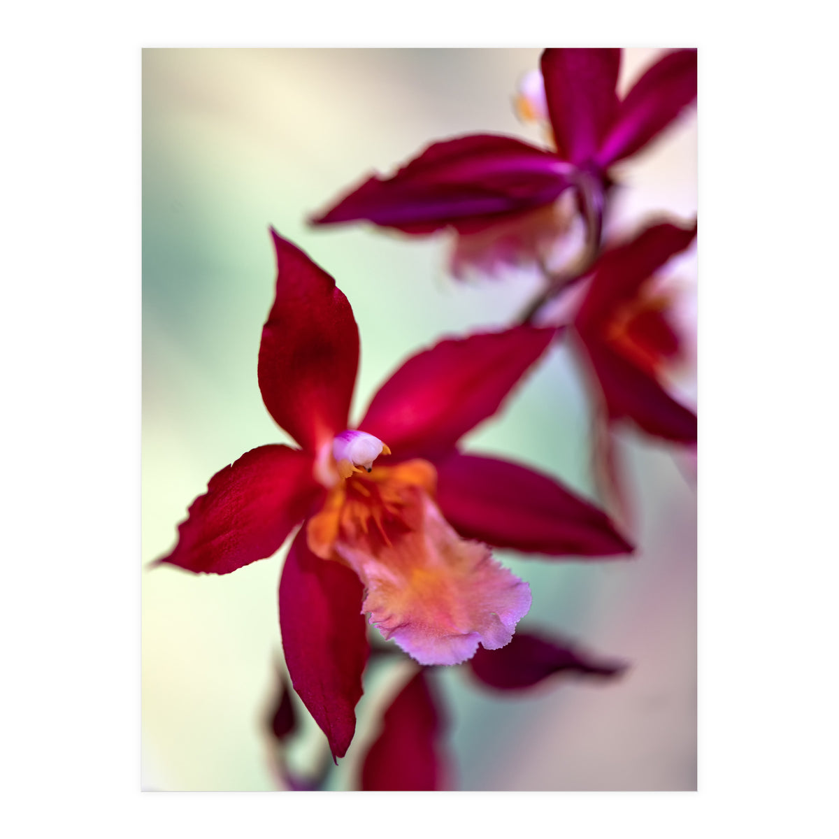 Orchidee Flower (Print Only)