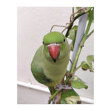 Attractive Indian Parrot (Print Only) thumbnail
