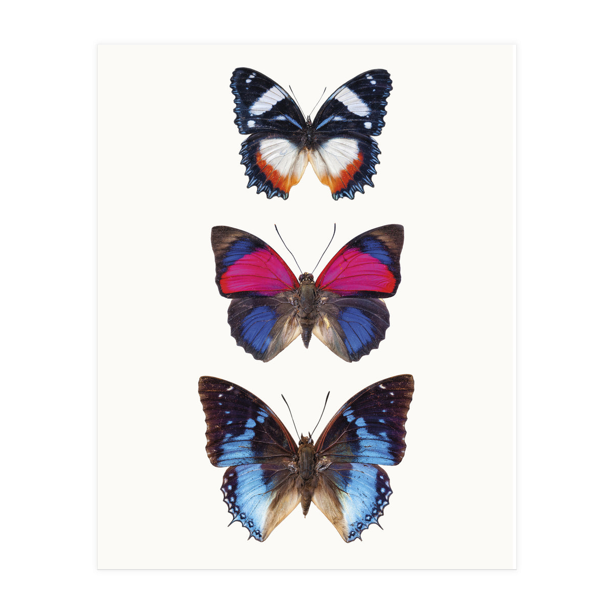 Cc Butterflies 03 (Print Only)