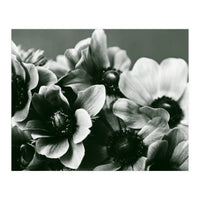 Anemone Flowers (Print Only)