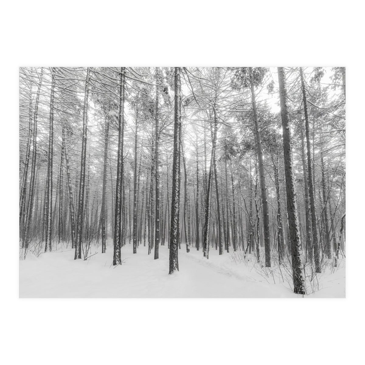 Let It Snow Forest (Print Only)
