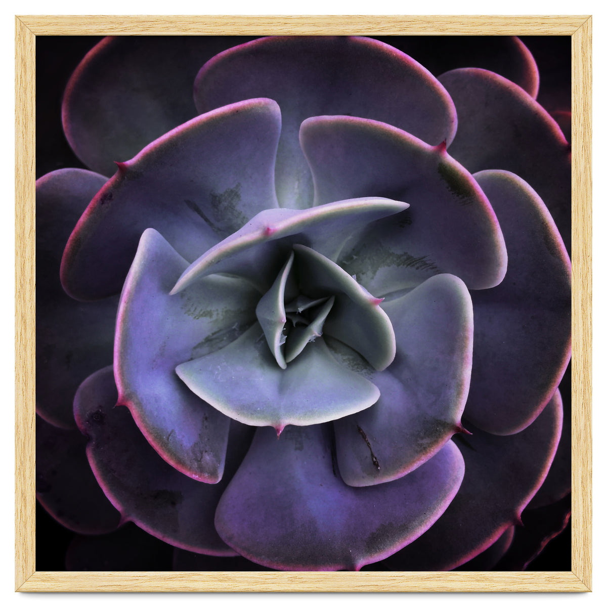 DARKSIDE OF SUCCULENTS VII