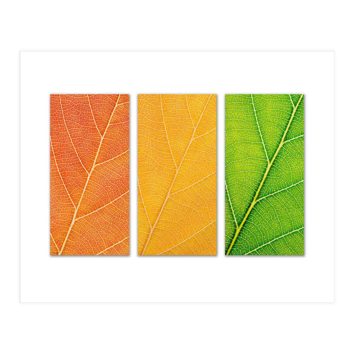 Autumn Leaves (Print Only)