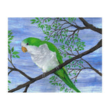 Quaker parrot (Print Only) thumbnail