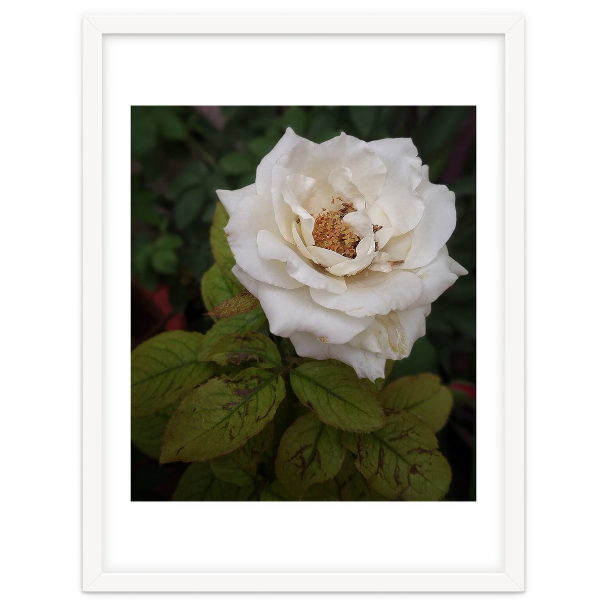 Fabulous White Rose Garden