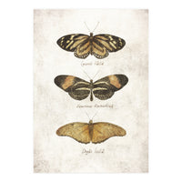 Butterflies IV (Print Only)
