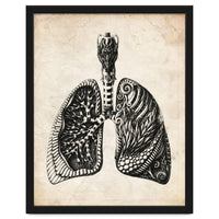 Lungs Anatomy