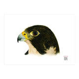 Peregrine falcon (Print Only) thumbnail