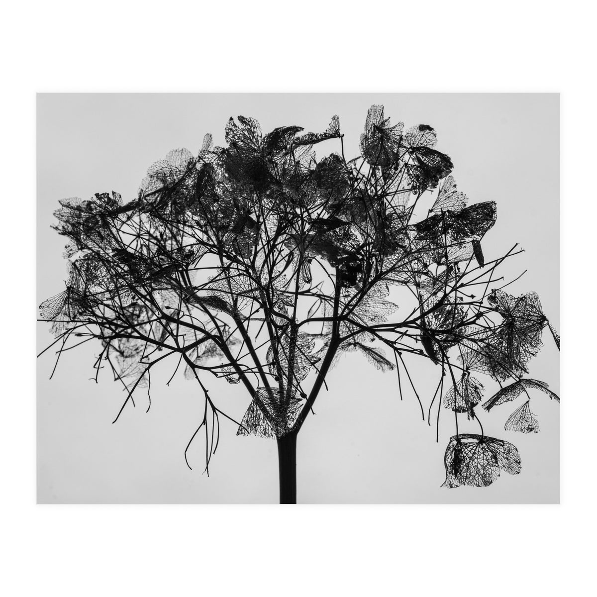 Hydrangea flower head (Print Only)