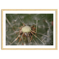 Dandelion Seeds