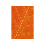 Autumn Leaf (Print Only) thumbnail