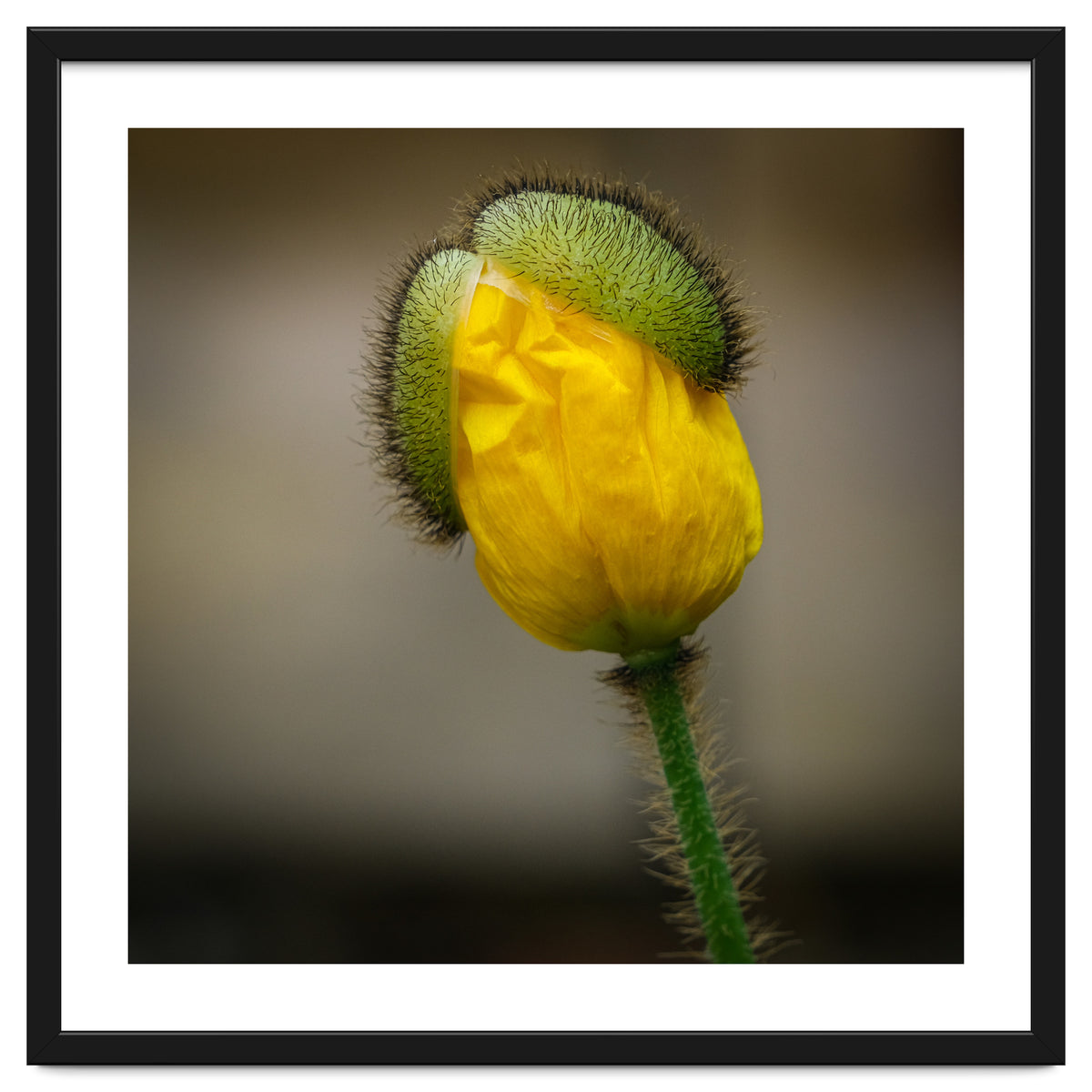 Yellow Poppy Opening