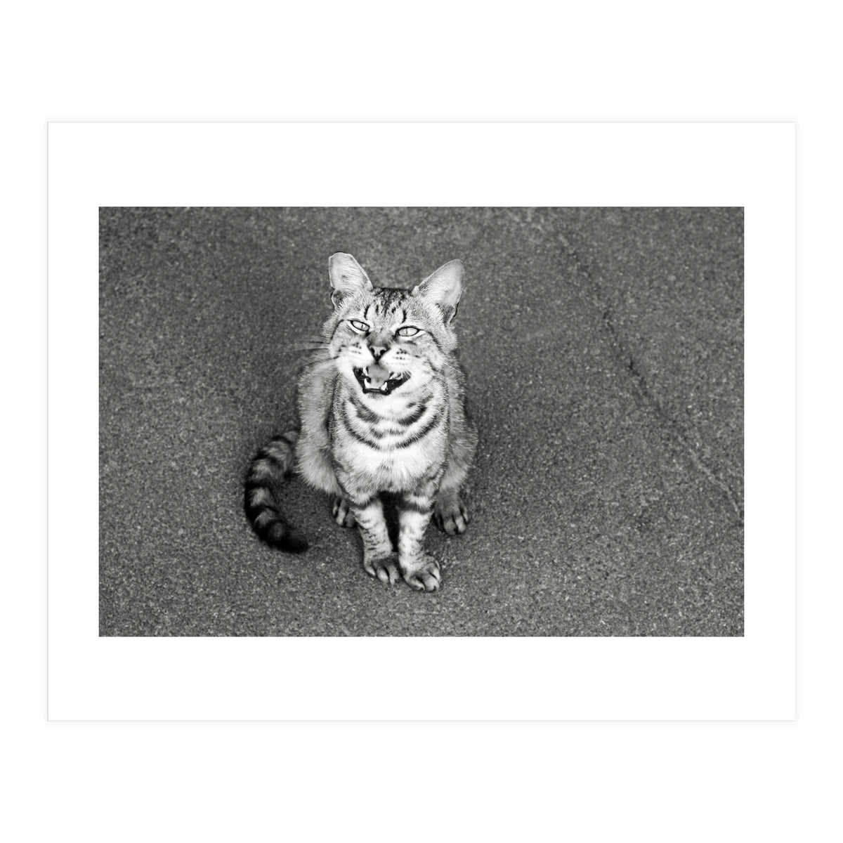 Cat (Print Only)