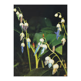Fishflower (Print Only) thumbnail