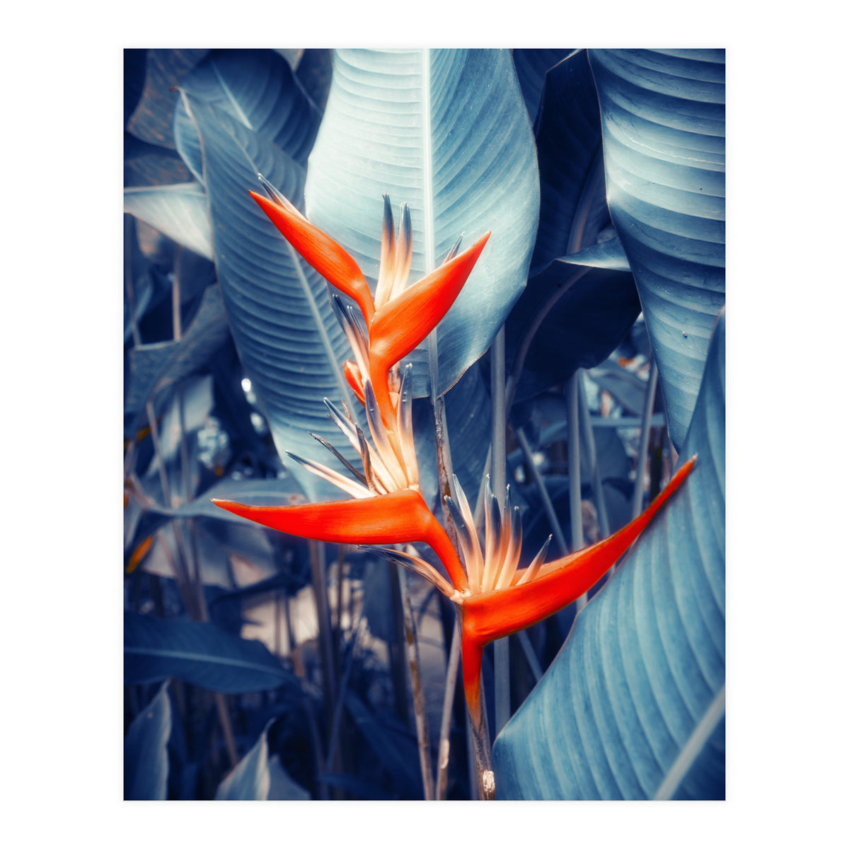 Parakeet Tropical Flower (Print Only)