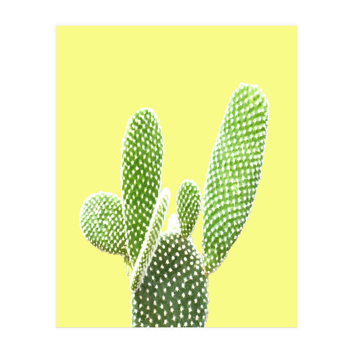 Cactus Yellow Background (Print Only)