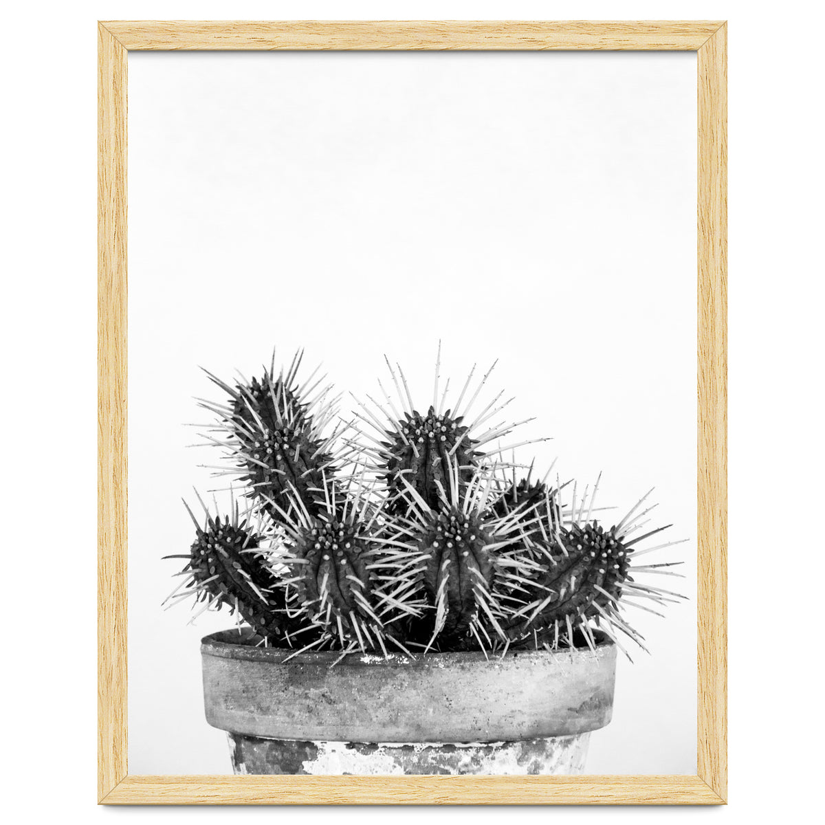 Cactus nature II