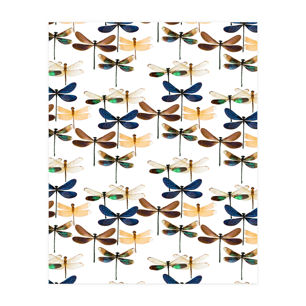 Cc Mle 10213 (Print Only)