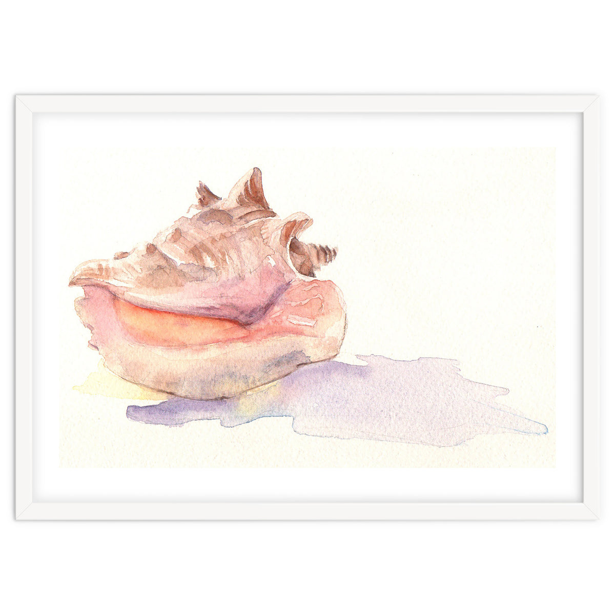 Conch Shell