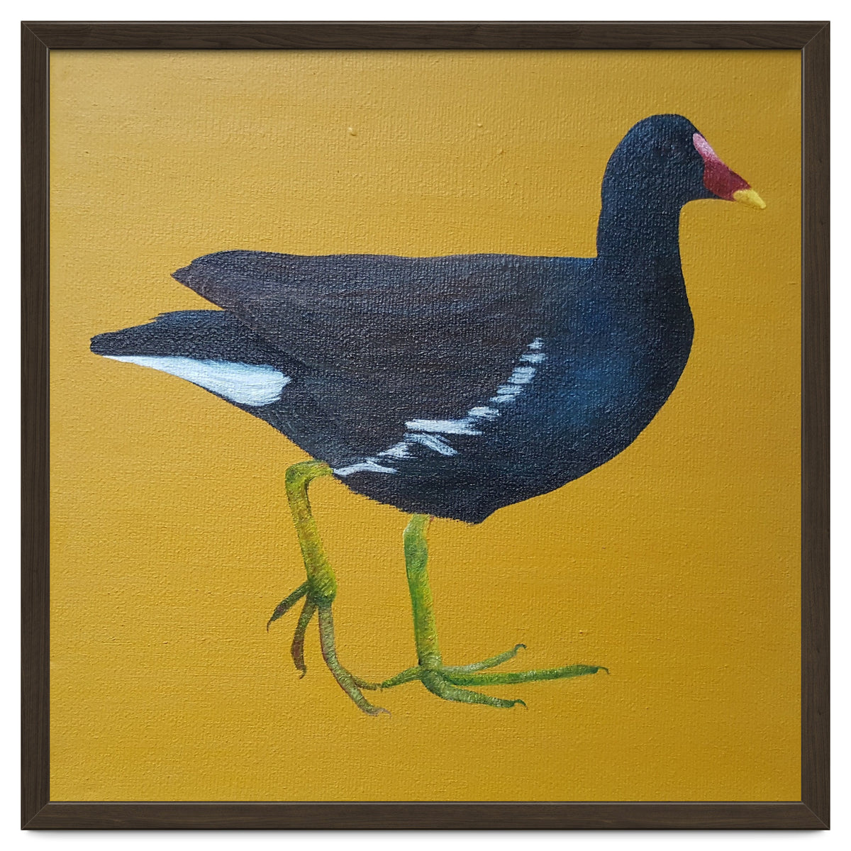Moorhen