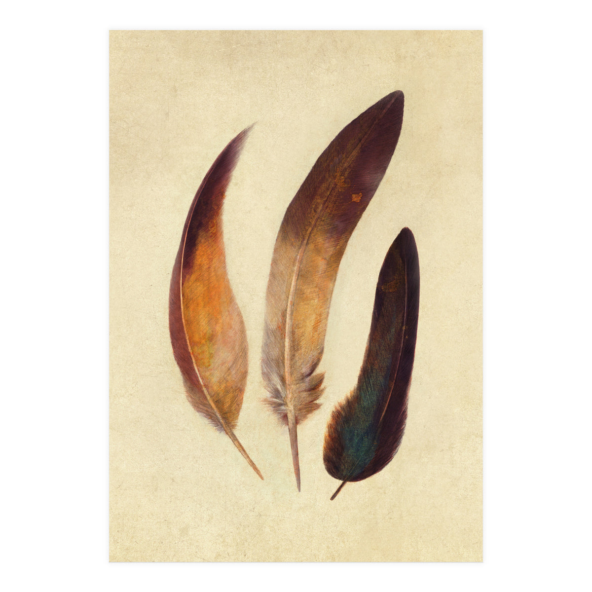 Three Feathers (Print Only)