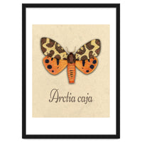 Garden tiger moth illustration