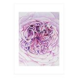 A Rose Is A Rose Std (Print Only) thumbnail