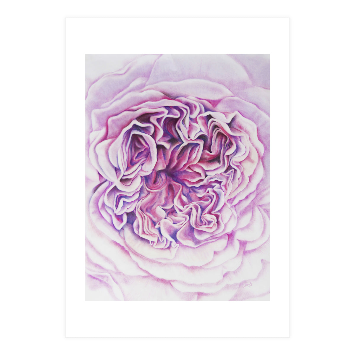 A Rose Is A Rose Std (Print Only)