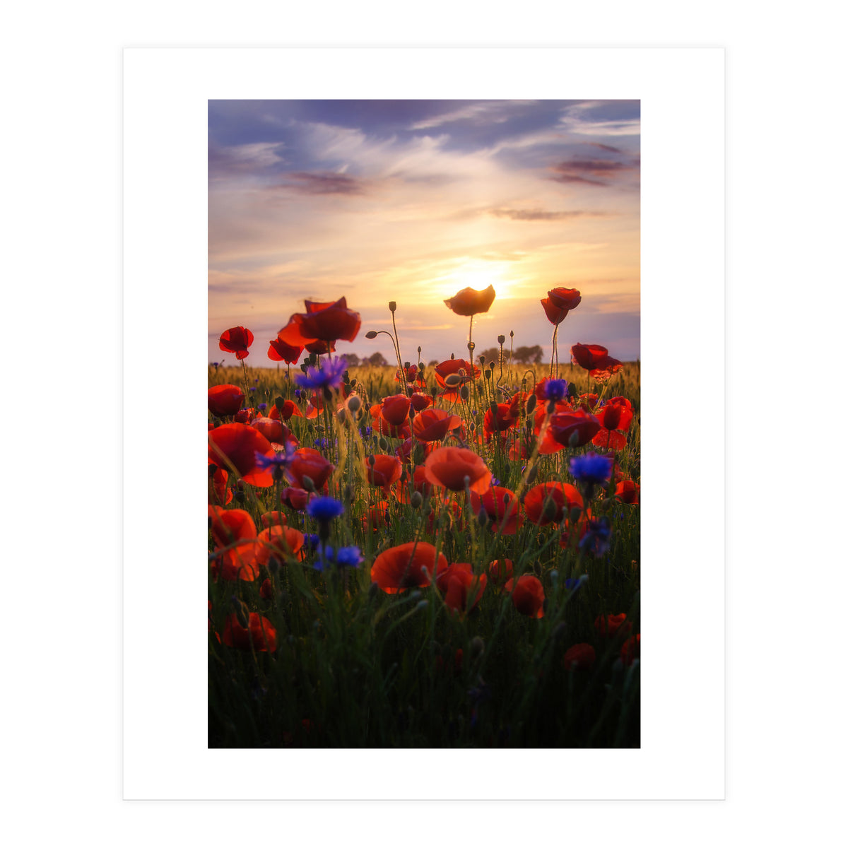 Poppiesfield at Sunrise (Print Only)