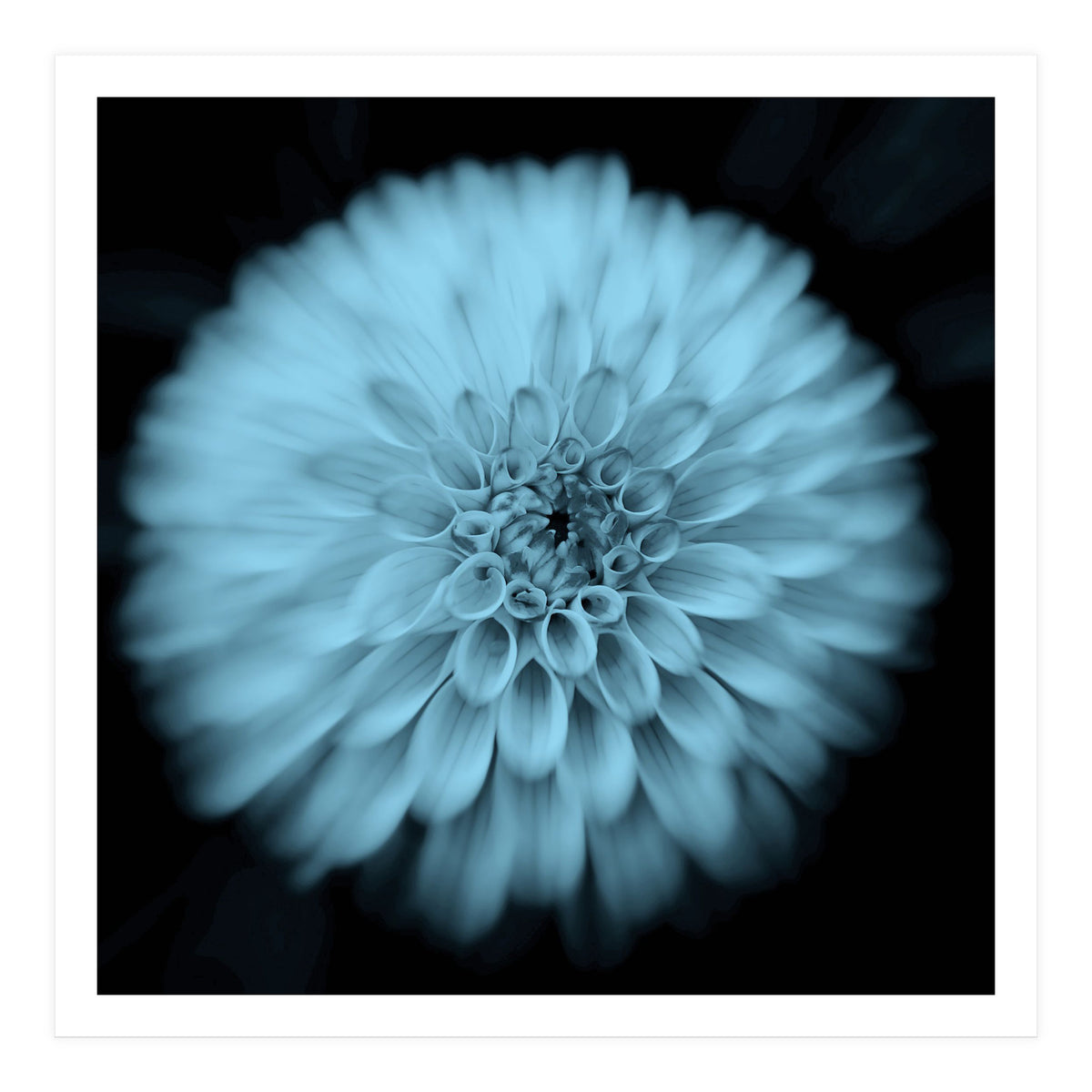 Asteraceae (Print Only)