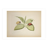 Vintage Ladybirds Illustration (Print Only) thumbnail