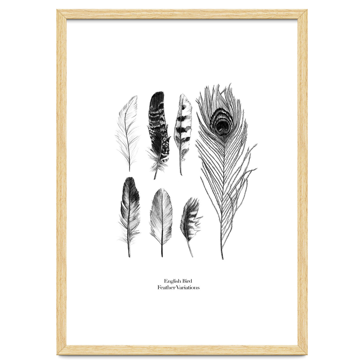 English Feather Variations