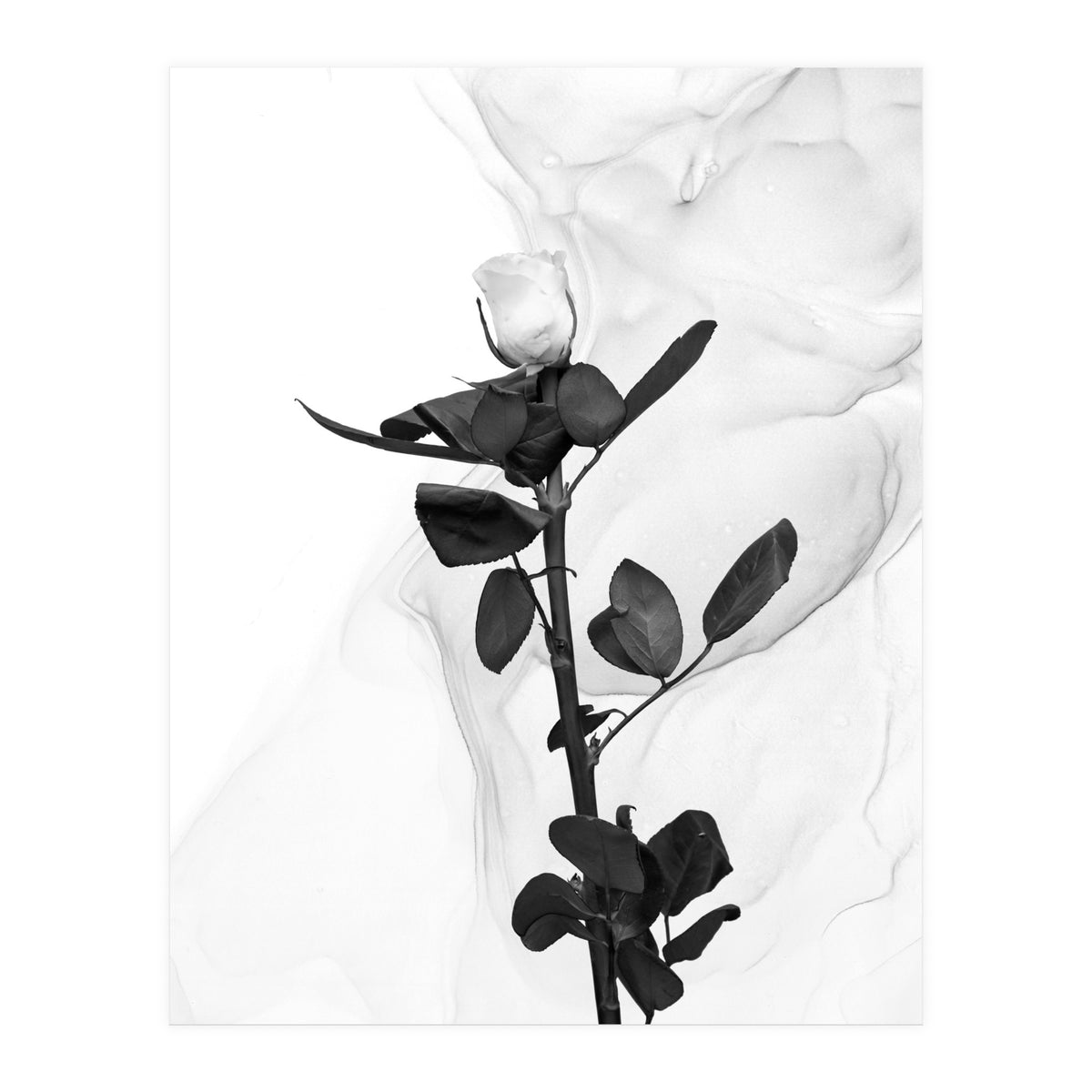 White Rose | Liquid Art  (Print Only)