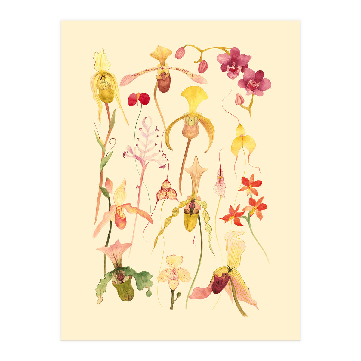 Orchids #3 (Print Only)
