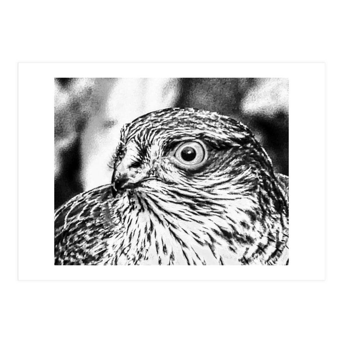 Peregrine  (Print Only)