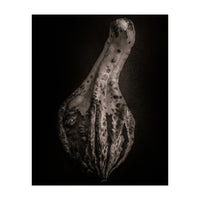 Gourds No 3 (Print Only)