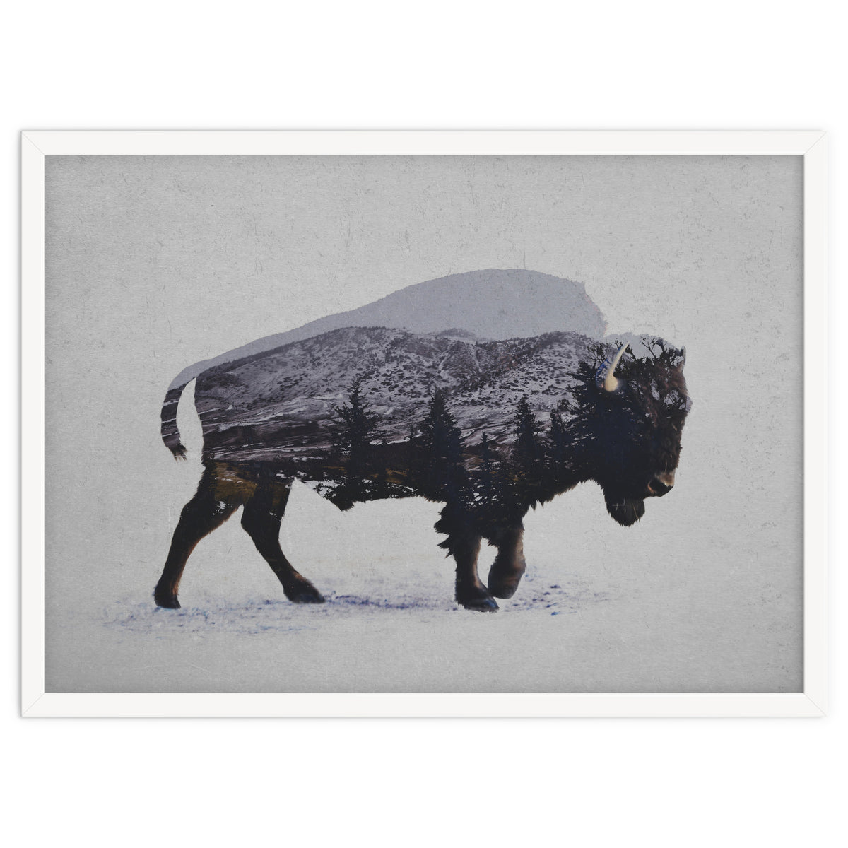 The American Bison