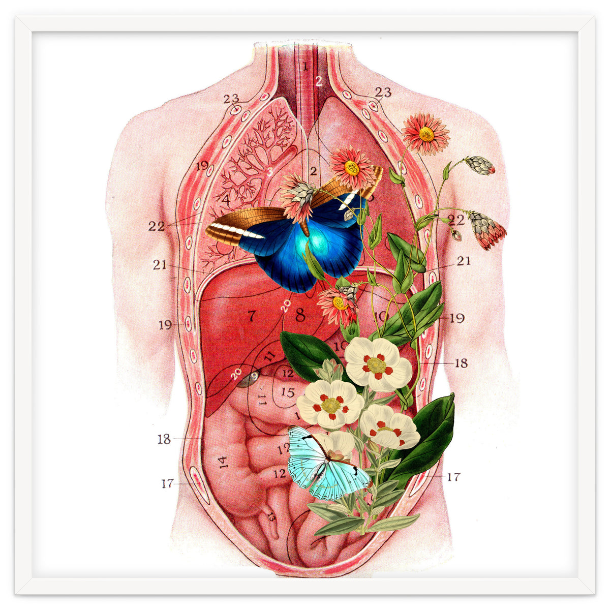 Butterflys In The Belly Makes Flower Grows