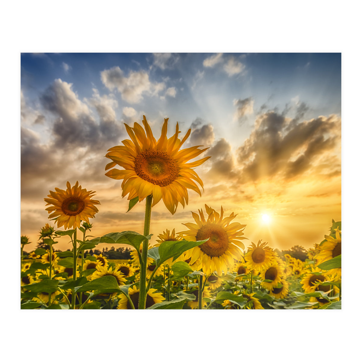 Lovely sunflowers in sunset (Print Only)