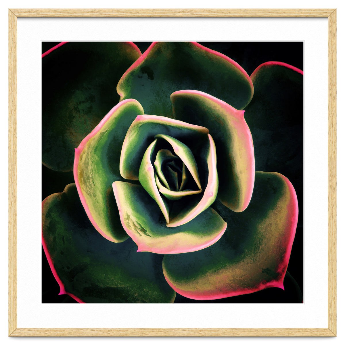 DARKSIDE OF SUCCULENTS XV