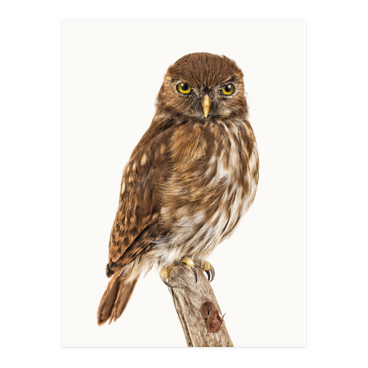 Cc Birds 10 (Print Only)