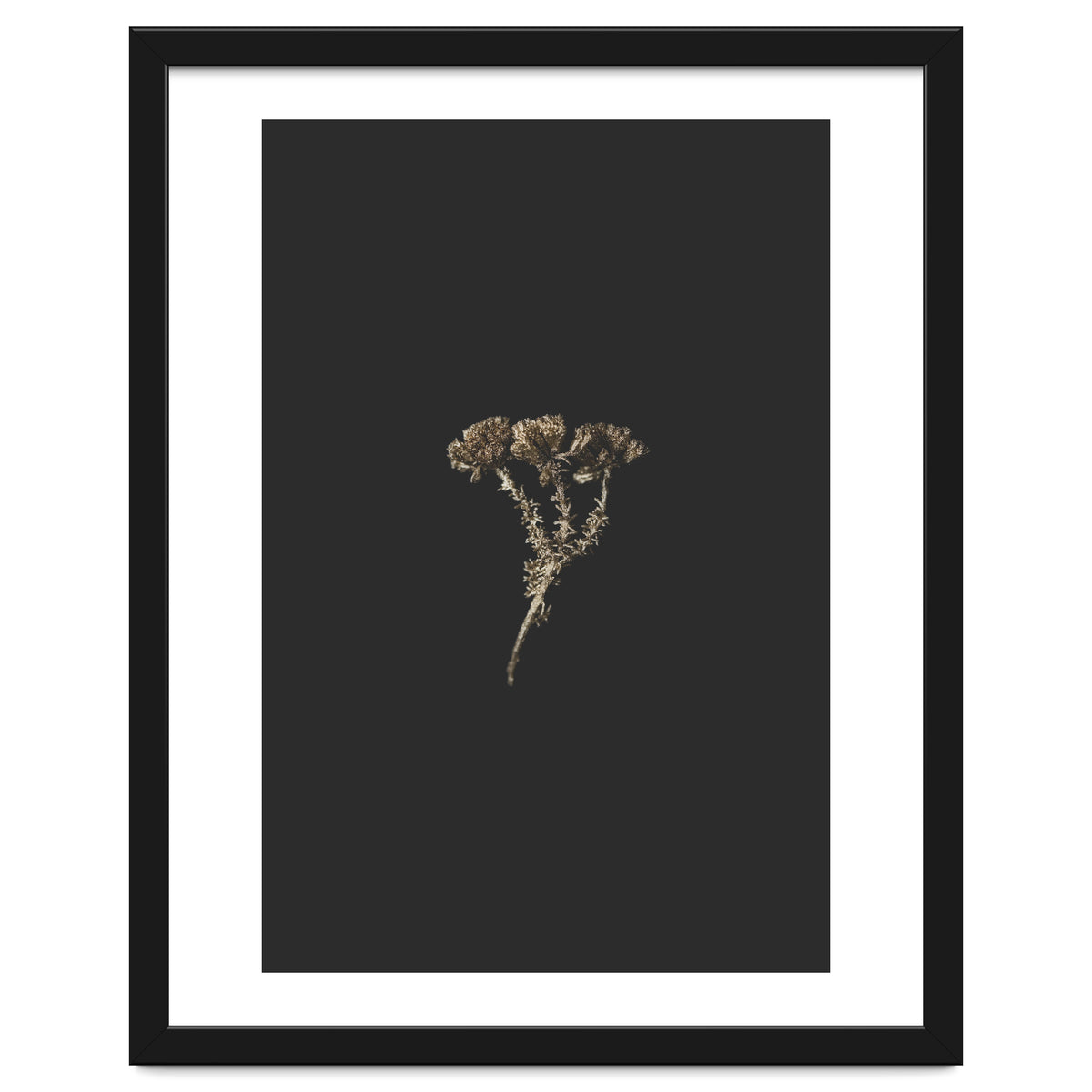 Gold Burst Botanicals