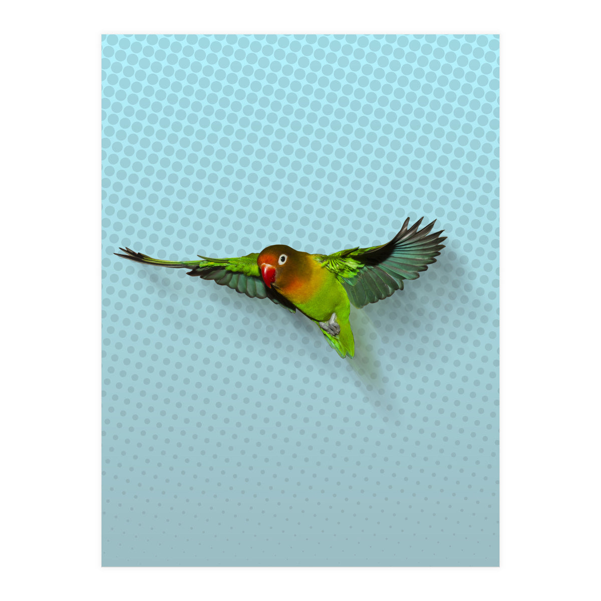 Flying lovebird (Print Only)